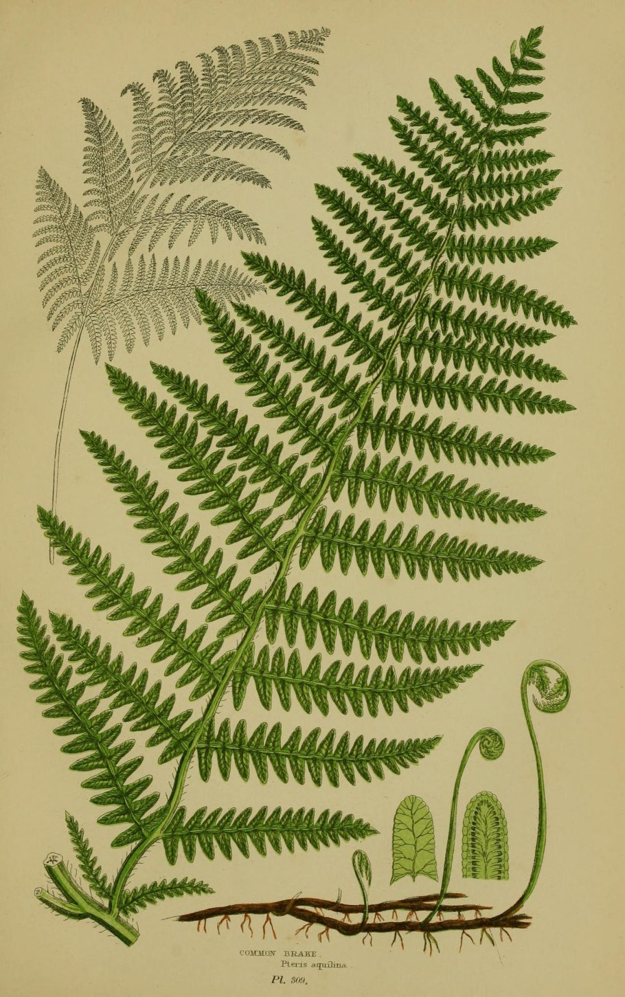 Папоротник Фибоначчи