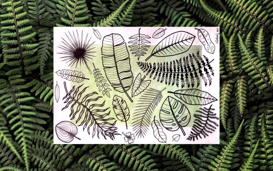 Папоротник страусник съедобный