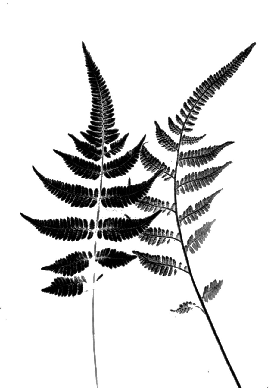 Папоротниковидные Ботаническая иллюстрация