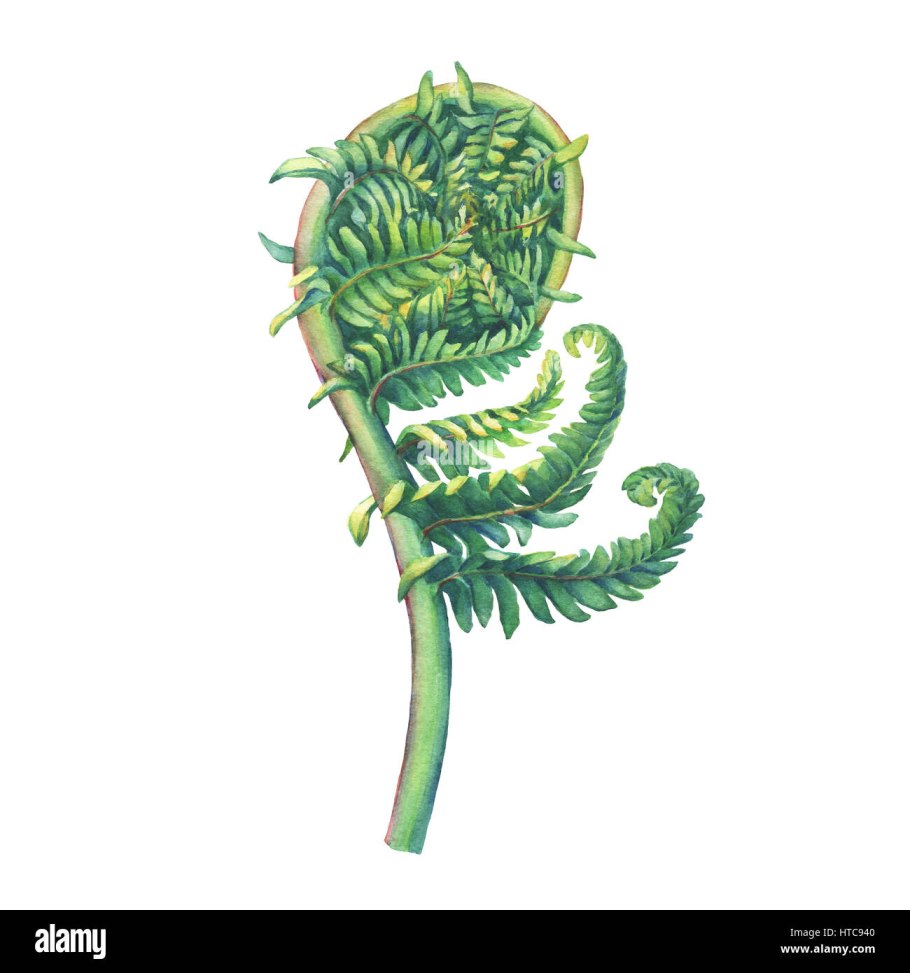 Папоротник ботаника