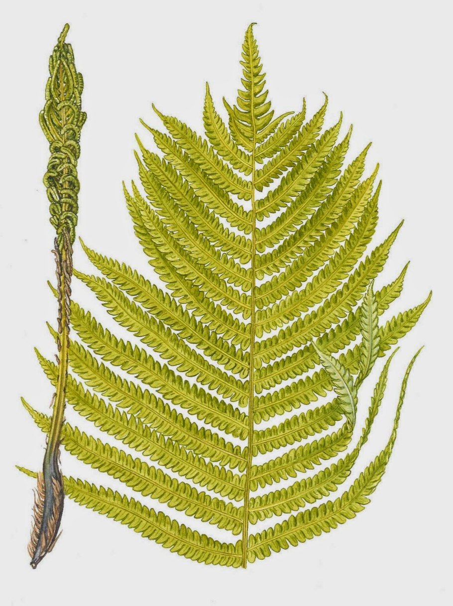 Папоротниковидные Ботаническая иллюстрация