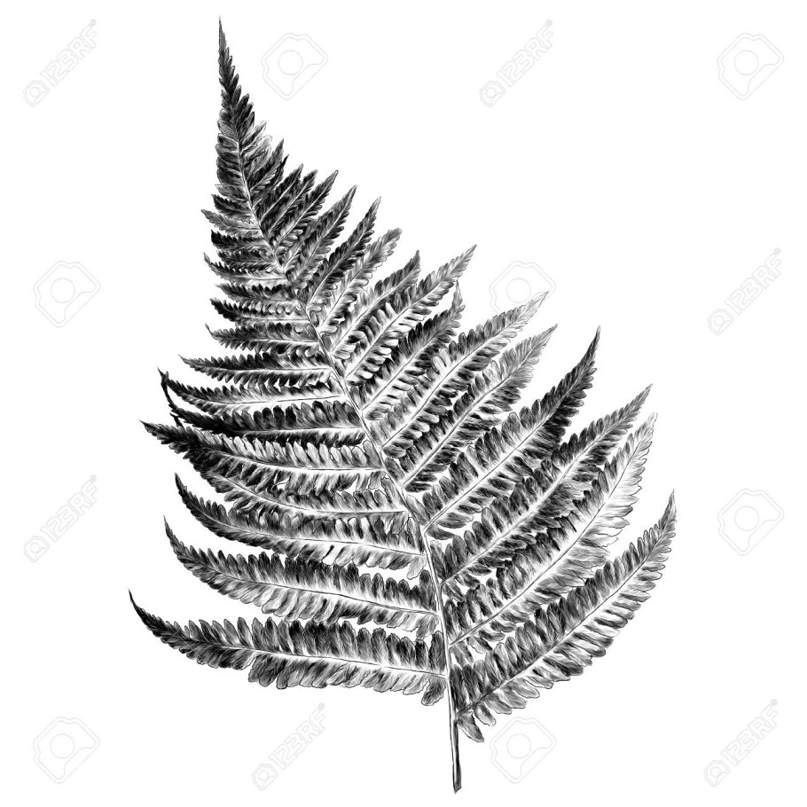 Папоротник Щитовник