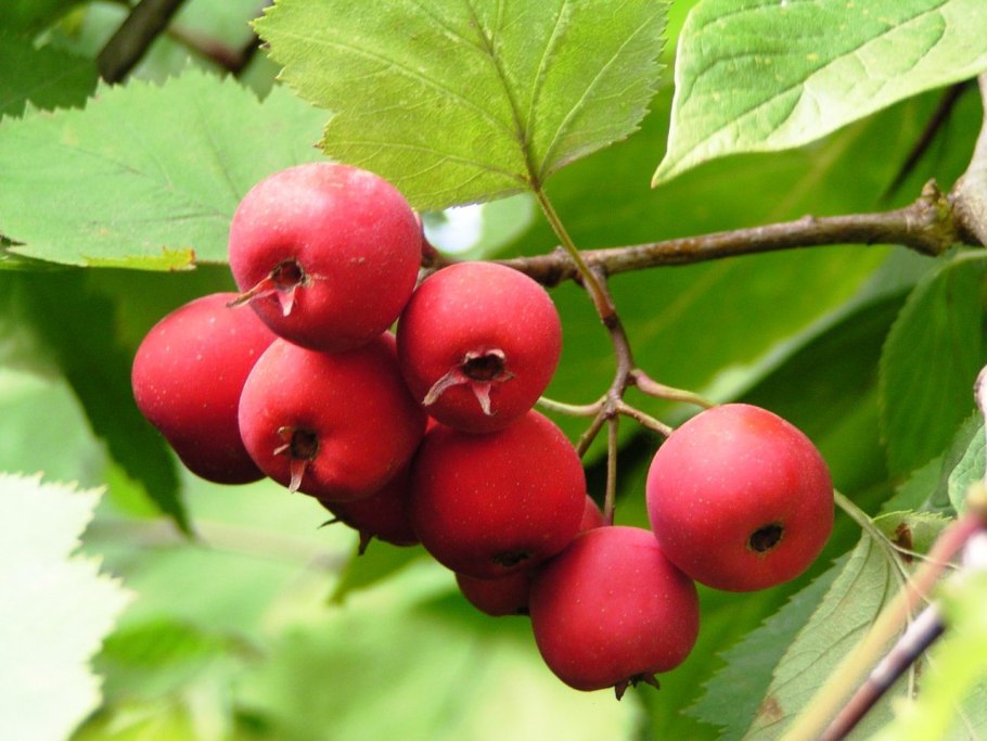 Боярышник круглолистный (Crataegus coccinea)