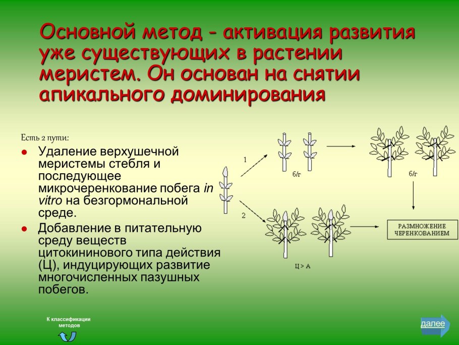 Партеногенез схема размножения