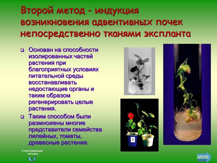 Двойное оплодотворение у покрытосеменных растений