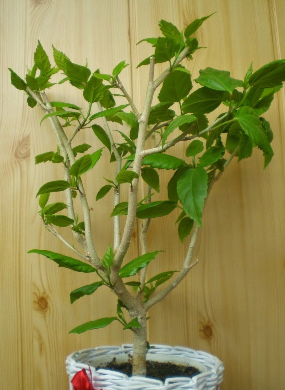 Гибискус штамбовое дерево