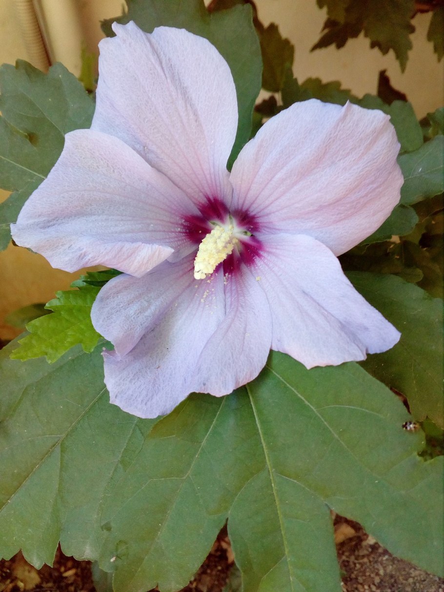 Гибискус сирийский Эвелина