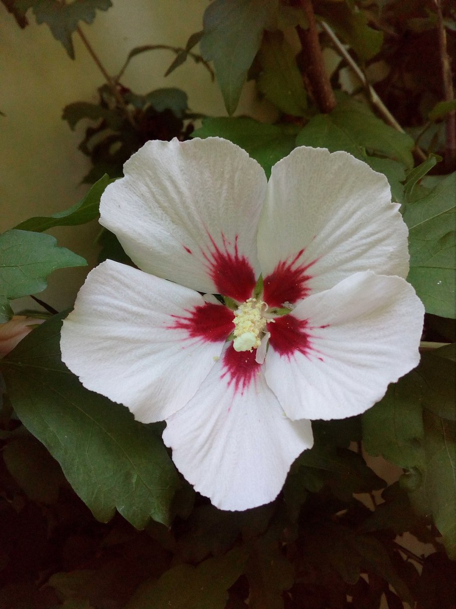 Гибискус каркаде комнатный цветок