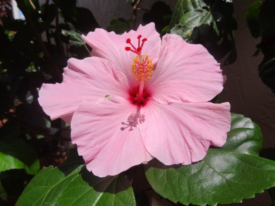 Гибискус штамбовый