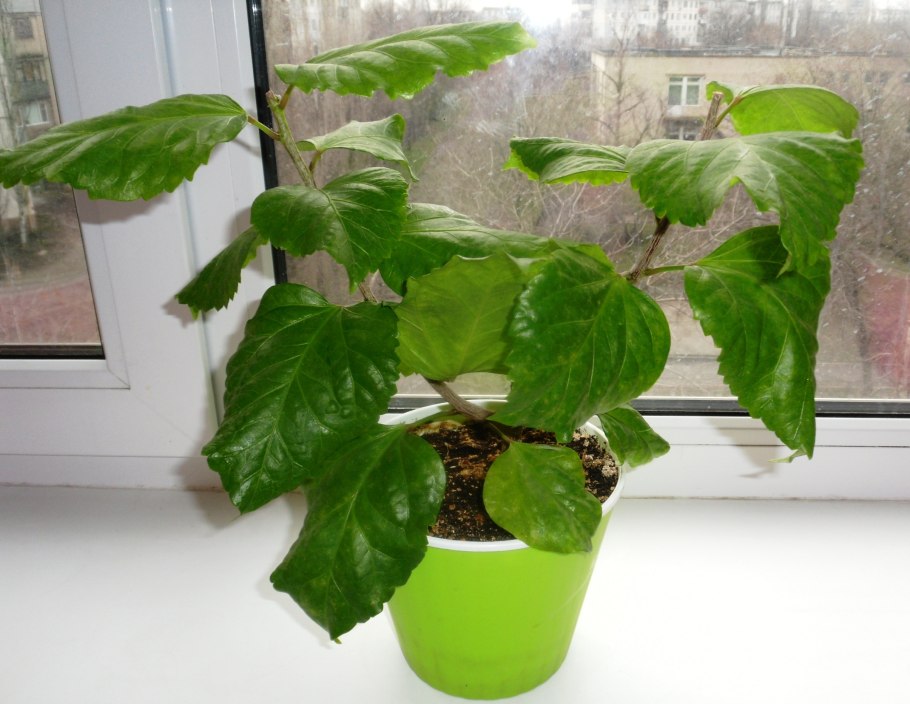 Гибискус комнатный побег