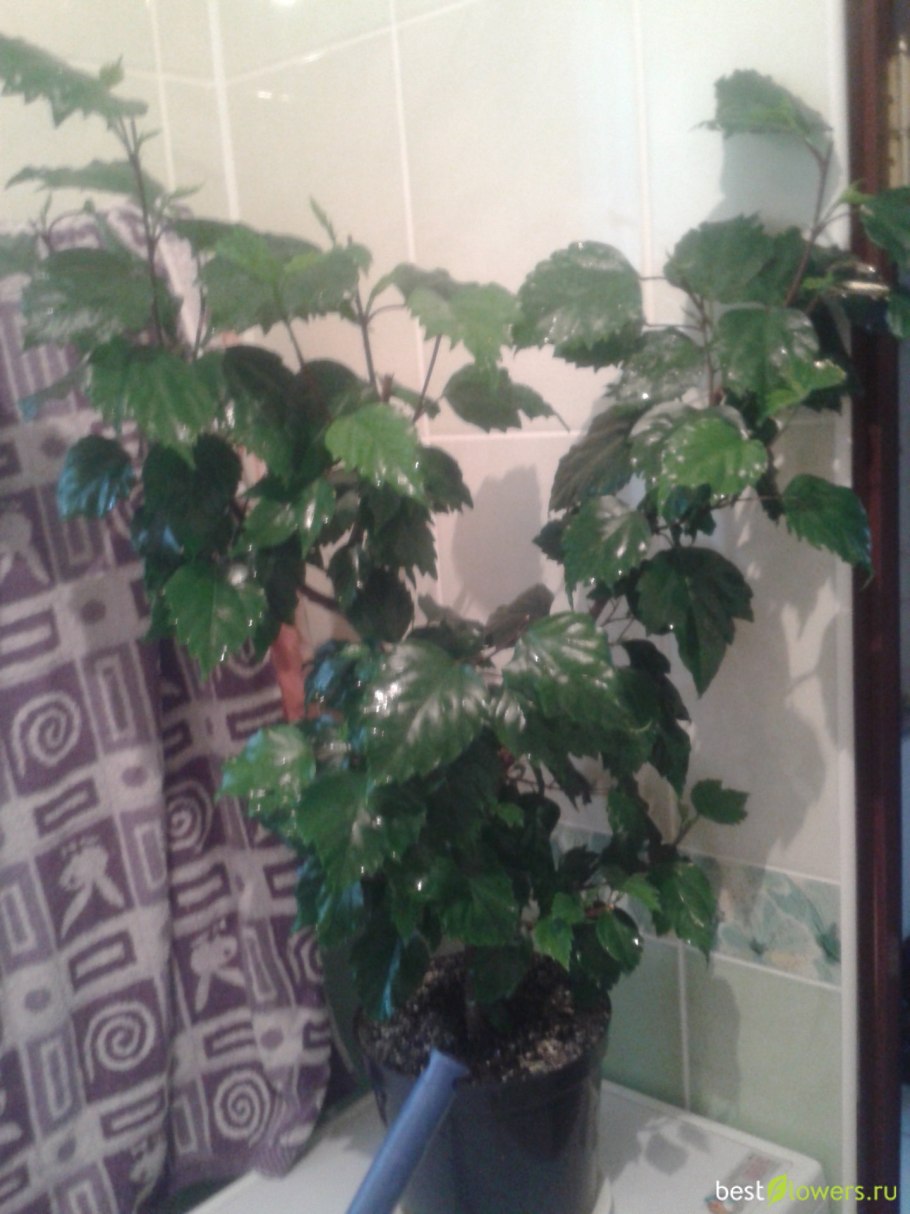 Обрезка старого гибискуса комнатного