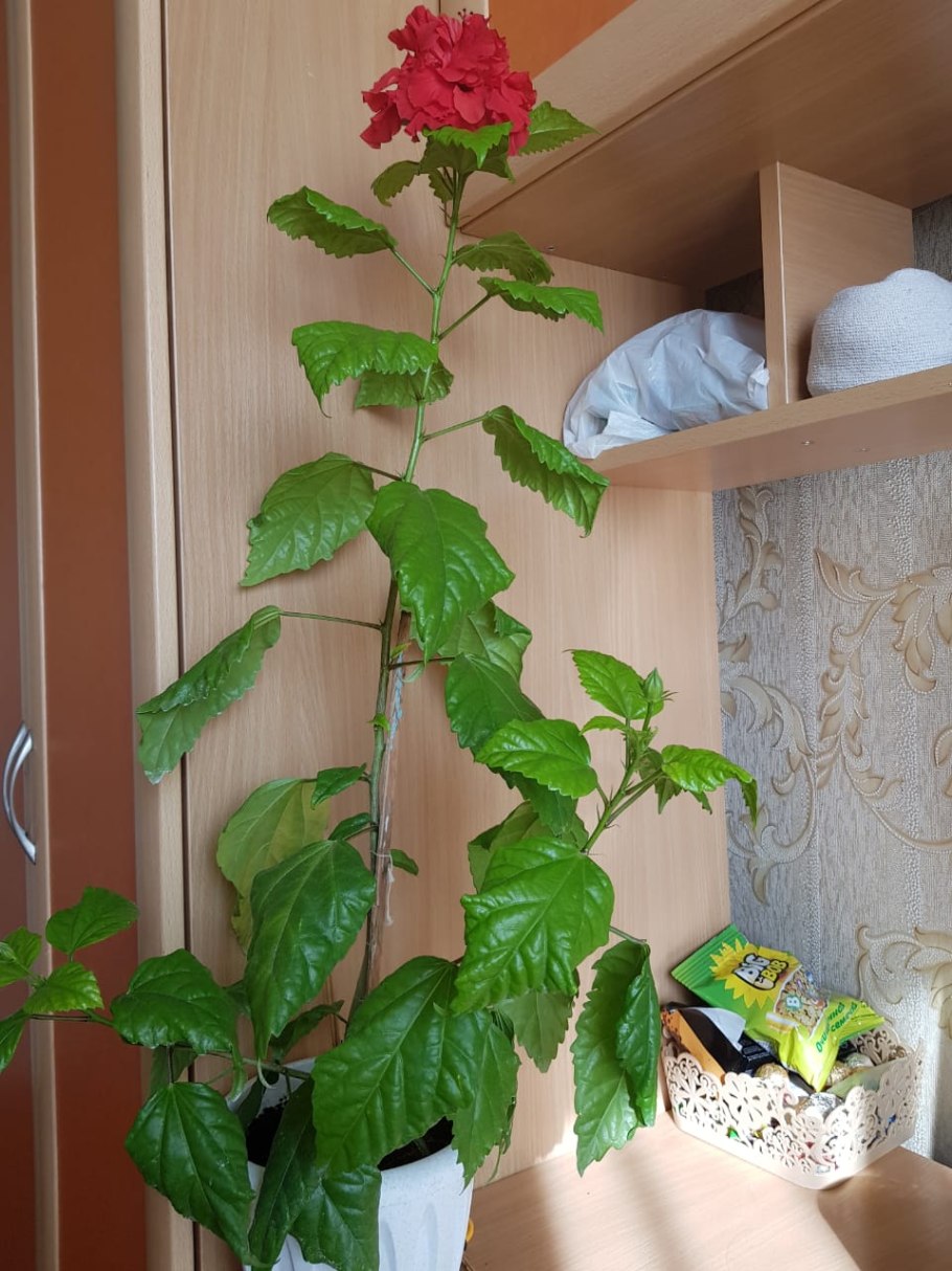 Формировка гибискуса комнатного