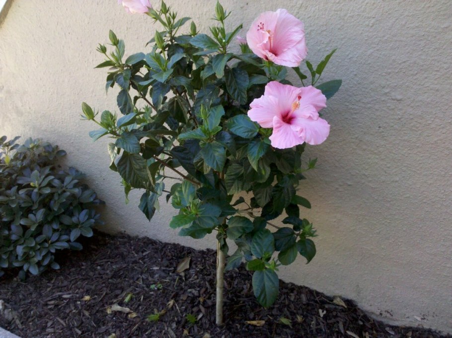 Сирийский гибискус формировки