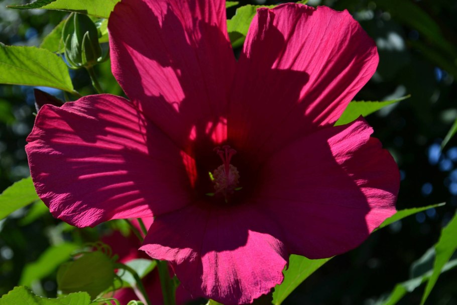 Hibiscus Rosa-sinensis 75/21 - гибискус штамб