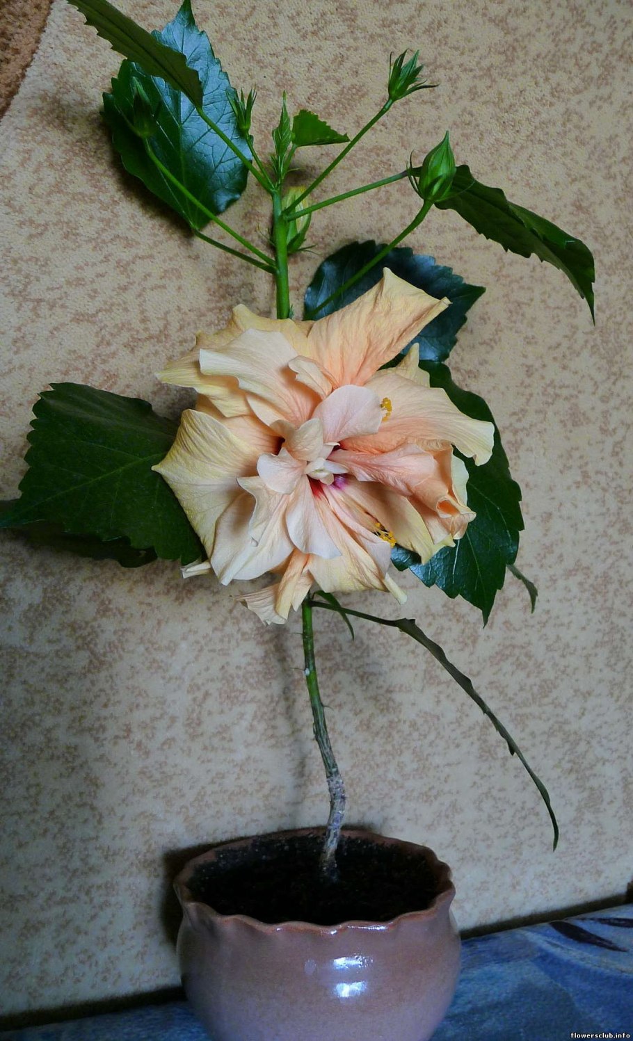 Формировка гибискуса