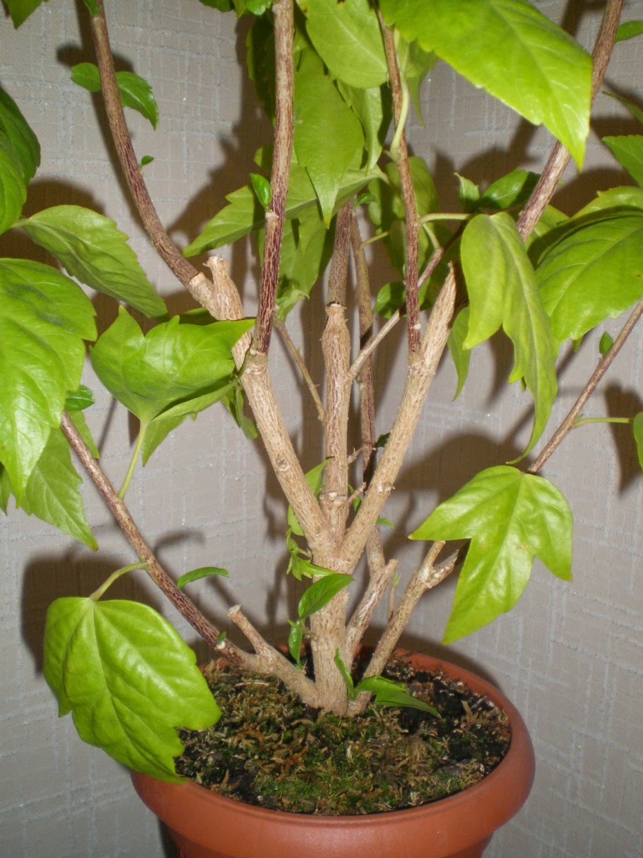 Обрезать гибискус