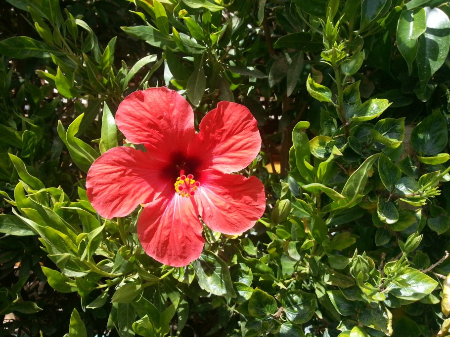 Гибискус каркаде кустарник