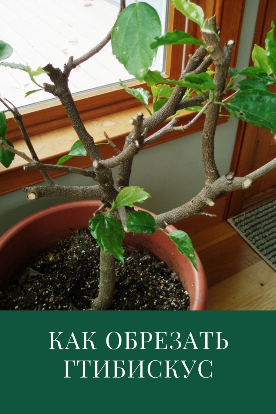 Гибискус китайская роза