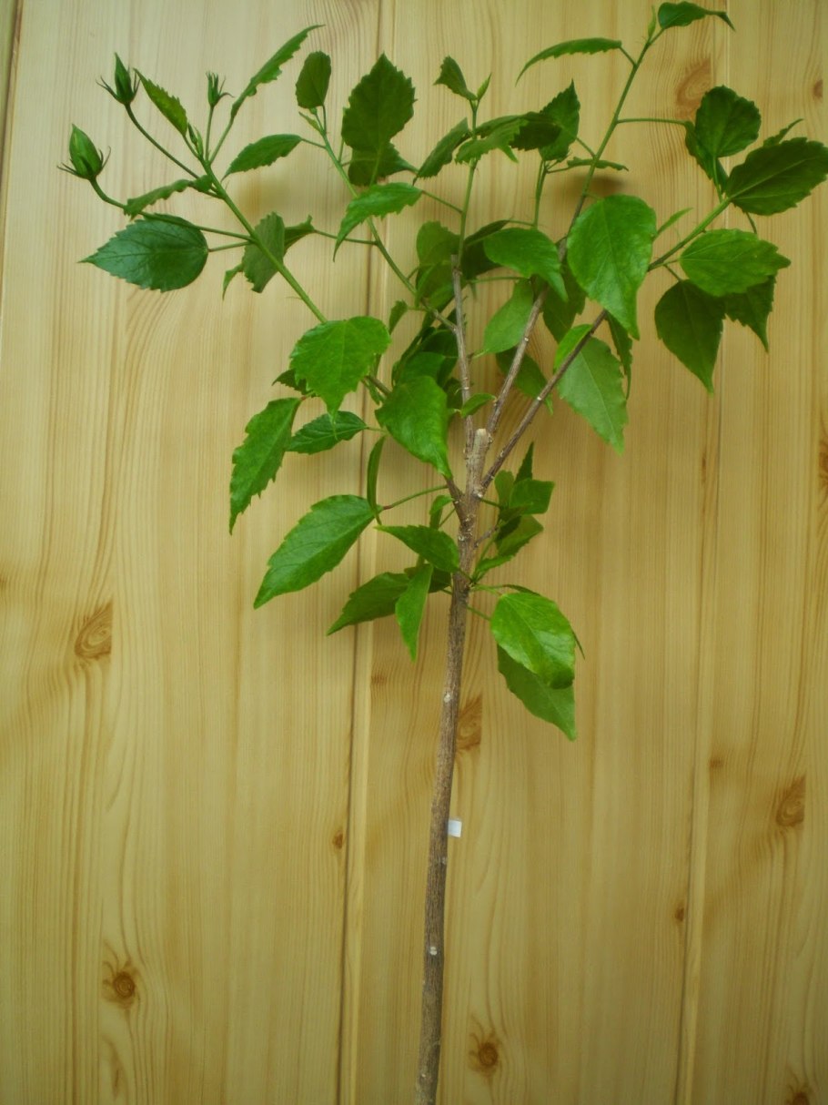 Обрезаем гибискус древовидный