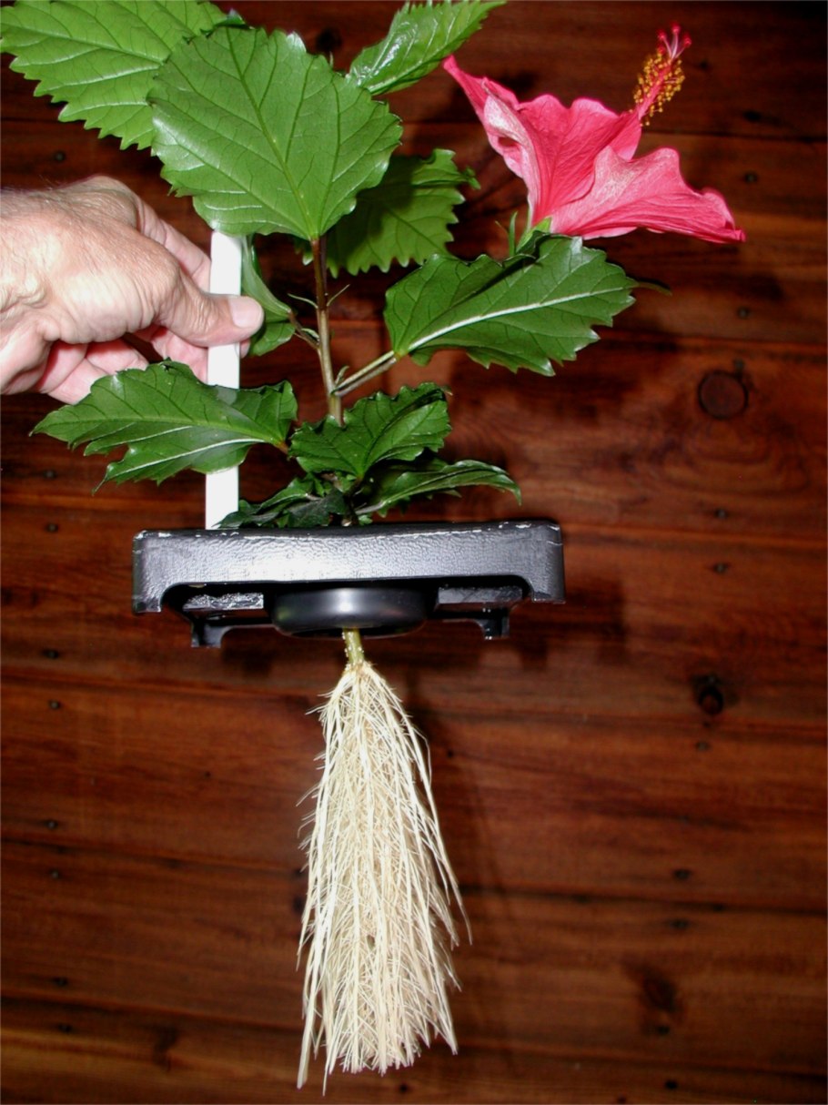 Гибискус с красивой кроной