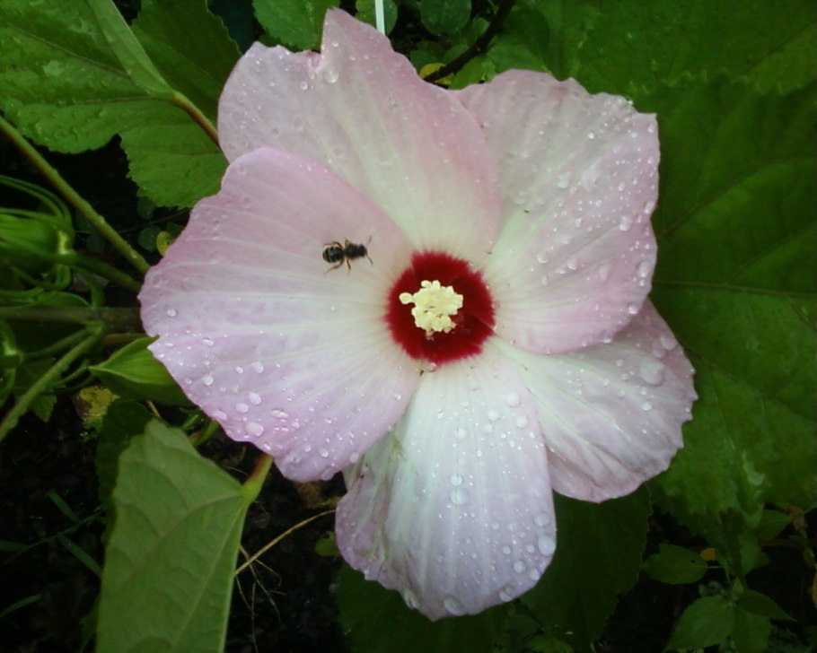 Как обрезать гибискус комнатный большой