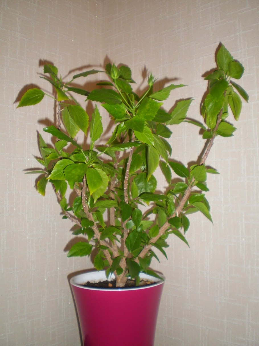 Роза гибискус комнатный