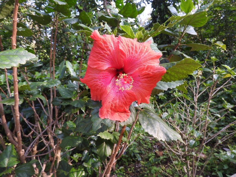 Гибискус Madeleine