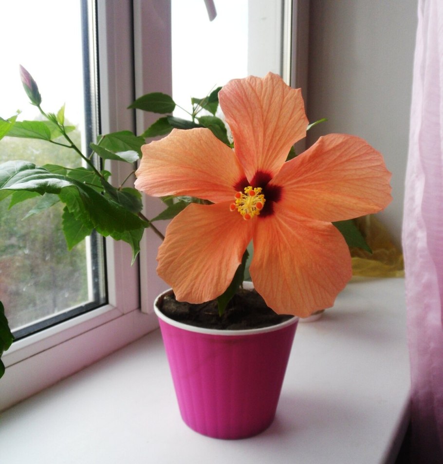 Формирование гибискуса пышного