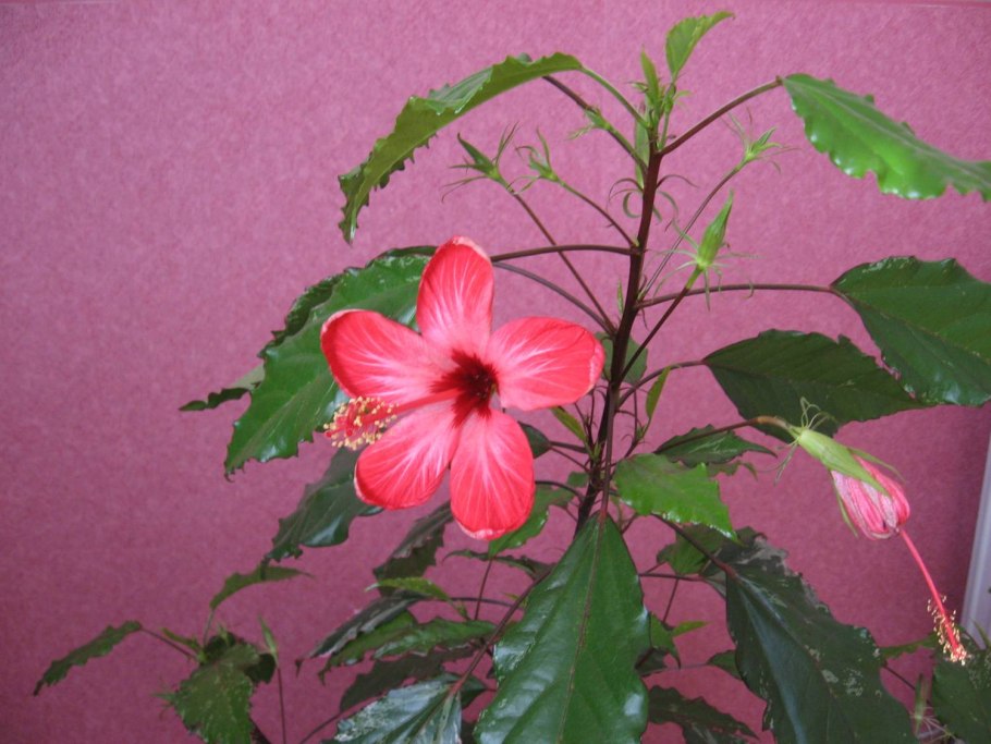 Гибискус штамбовый уличный
