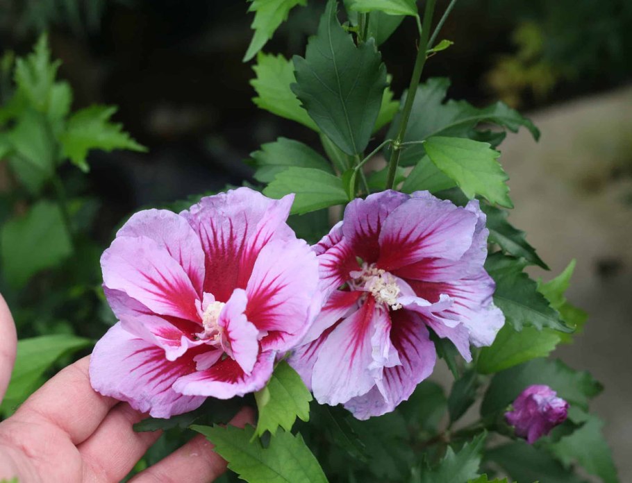 Гибискус Ямайка