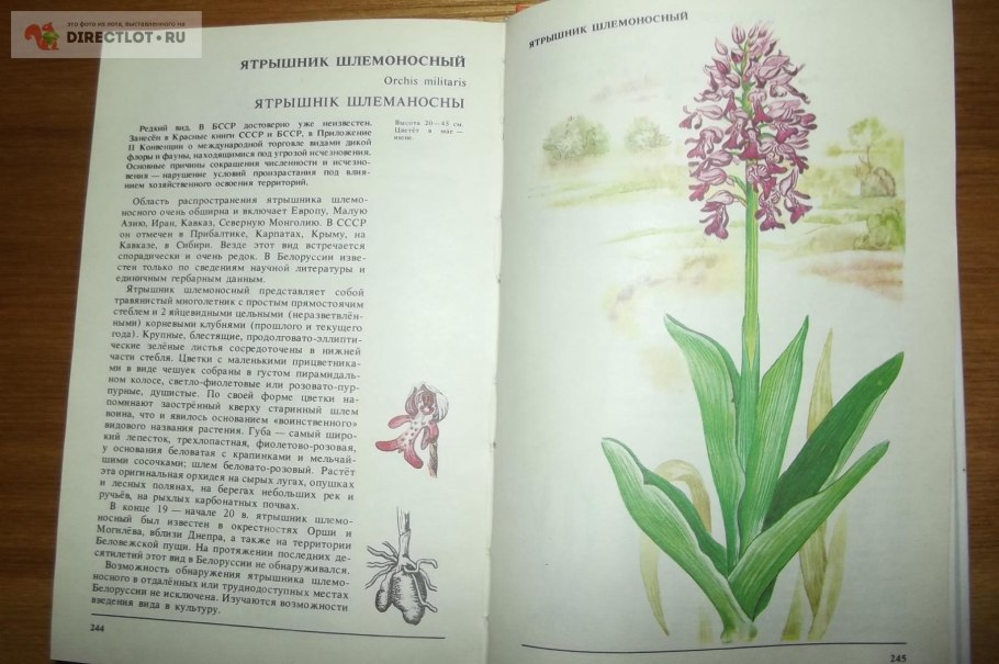 Ятрышник шлемоносный Ботаническая иллюстрация