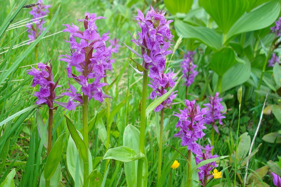 Ятрышник шлемоносный (Orchis militaris),
