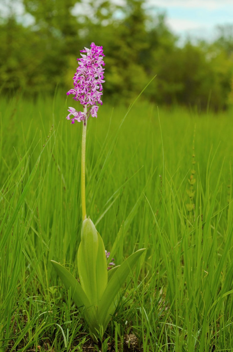 Ятрышник шлемоносный (Orchis militaris),