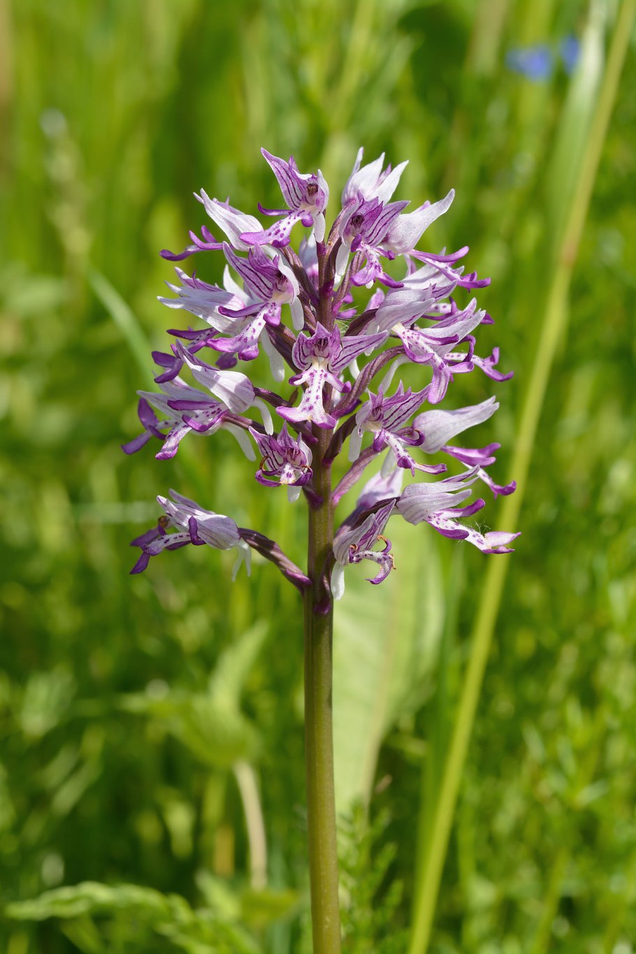 Orchis GTK