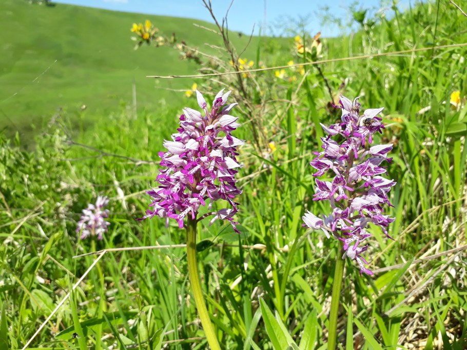 Ятрышник шлемоносный (Orchis militaris , 1753)