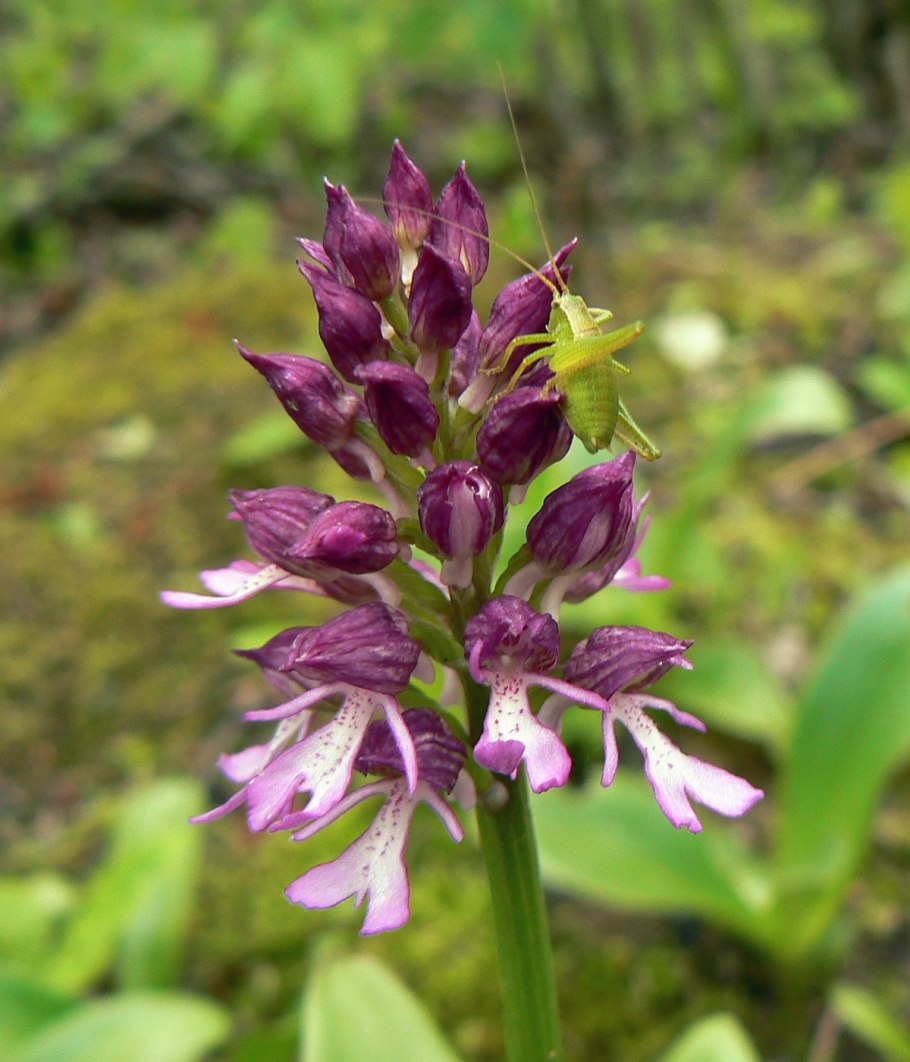 Dactylorhiza maculata