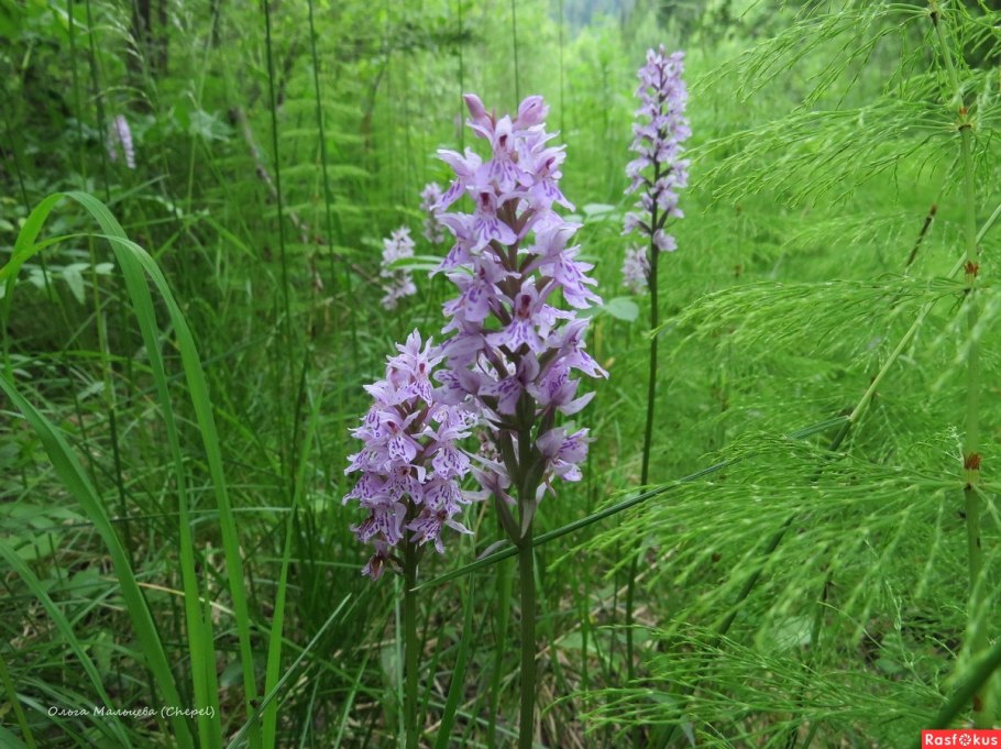 Orchis militaris l.