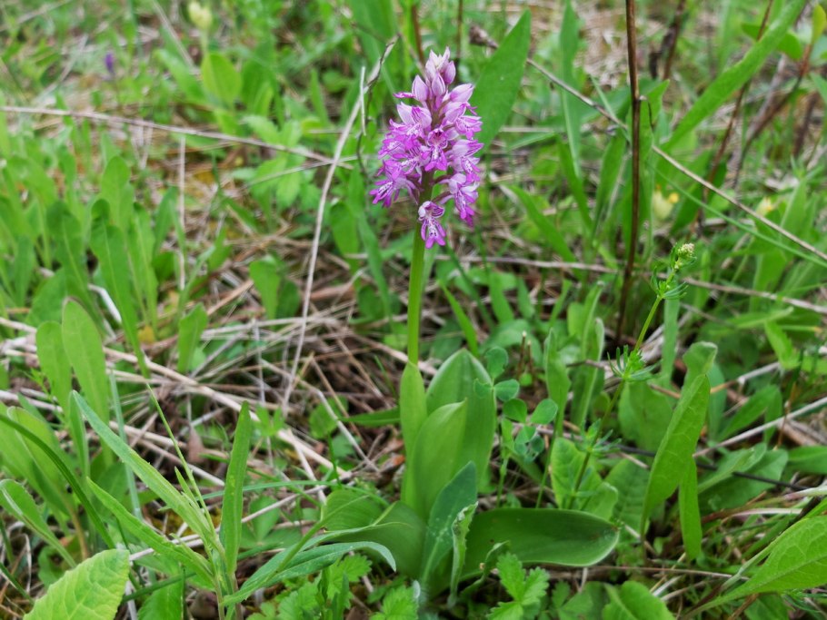Ятрышник шлемоносный (Orchis militaris),