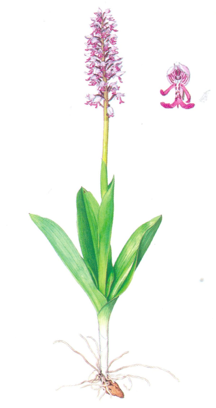 Ятрышник шлемоносный