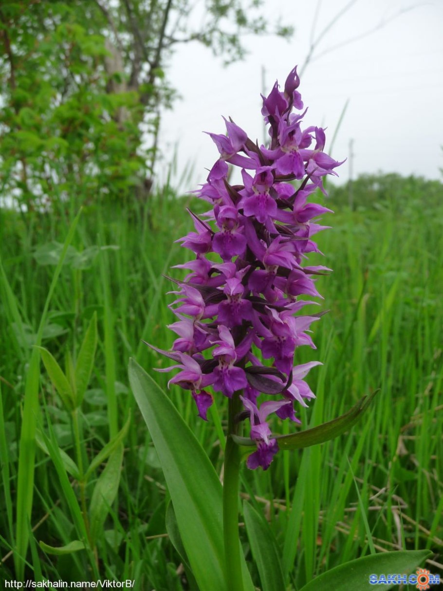 Ятрышник шлемоносный черно-белый