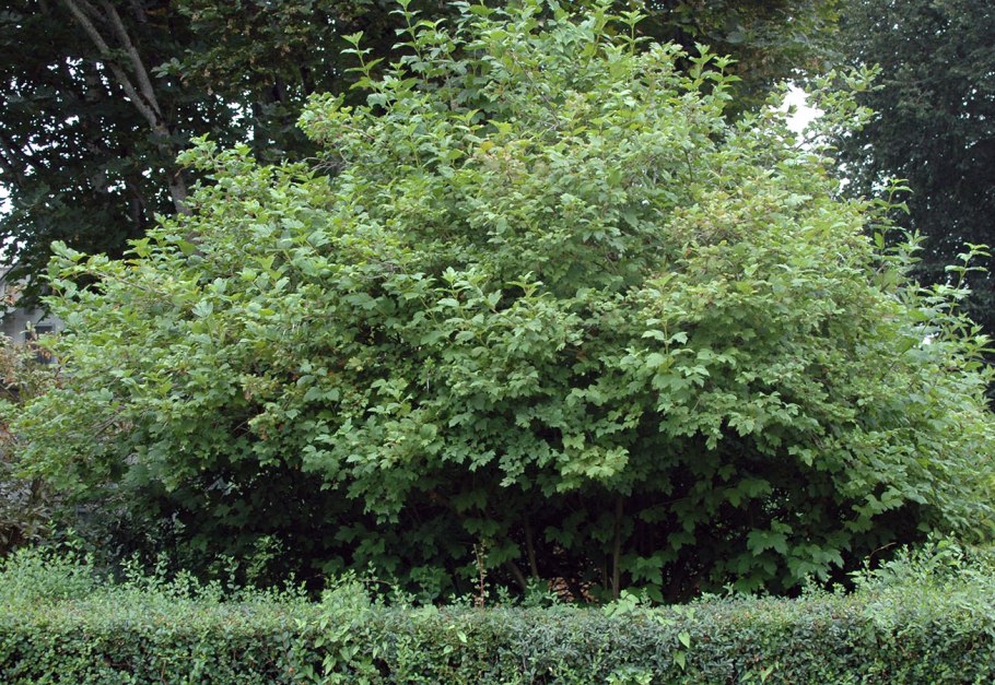 Viburnum opulus 'Harvest Gold'