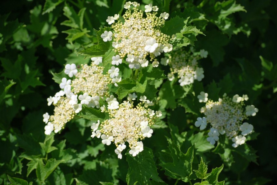 Калина обыкновенная Viburnum opulus