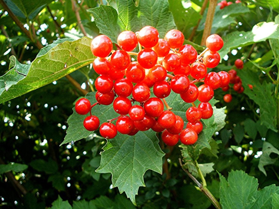 Калина обыкновенная Viburnum opulus