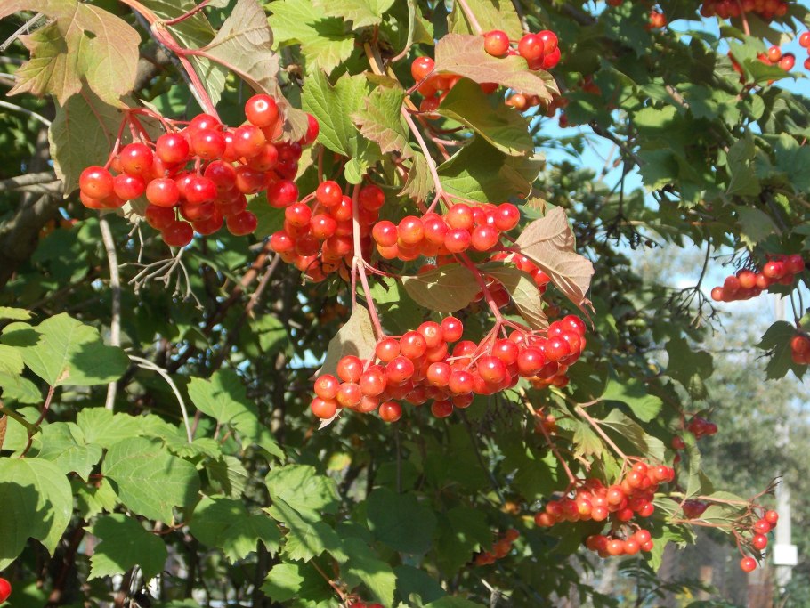 Калина обыкновенная на даче