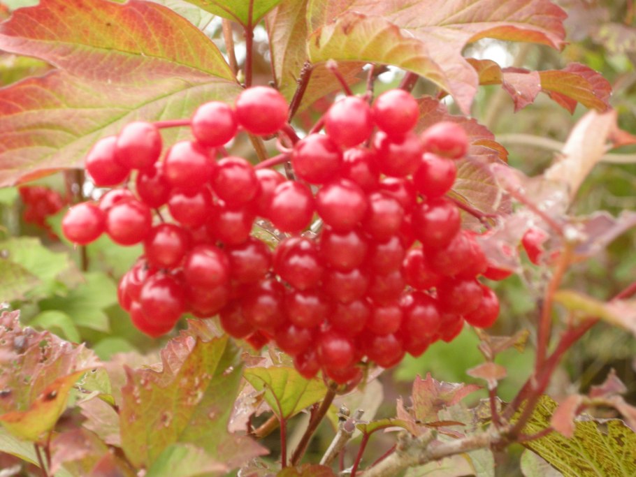 Калина куст