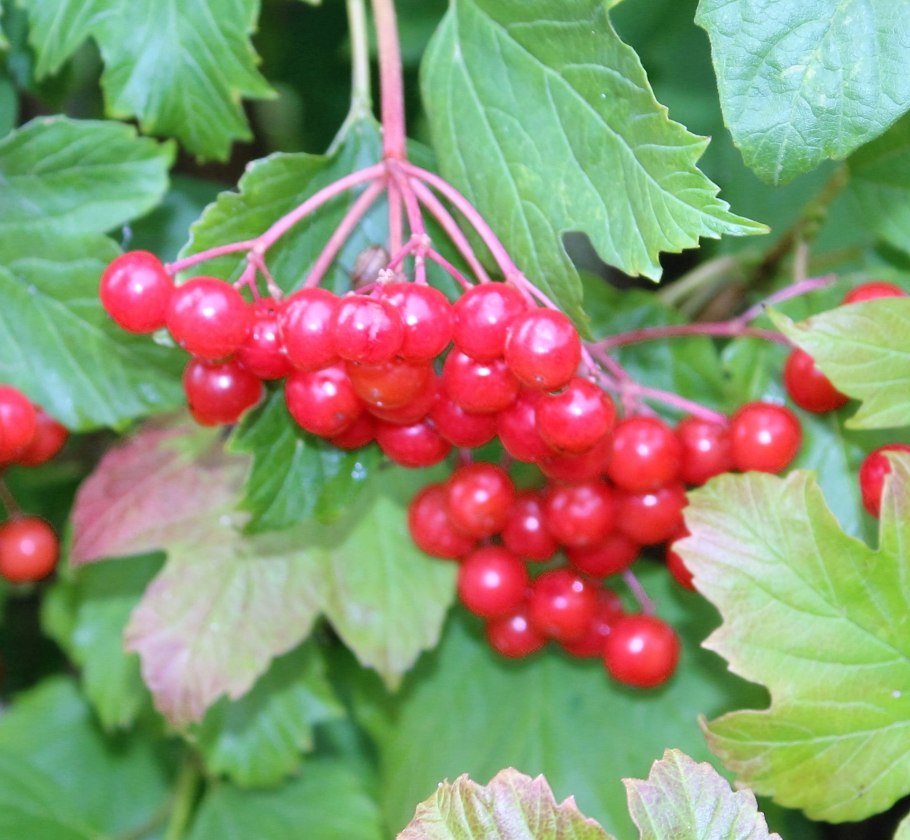 Калина обыкновенная Компактум