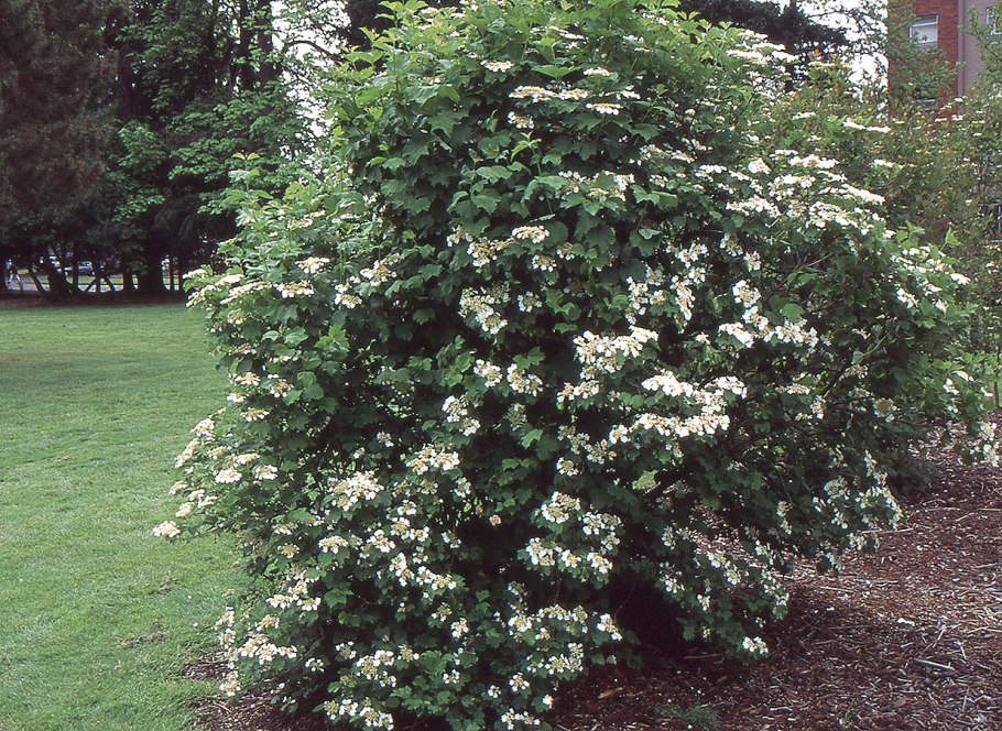 Калина обыкновенная для бордюра