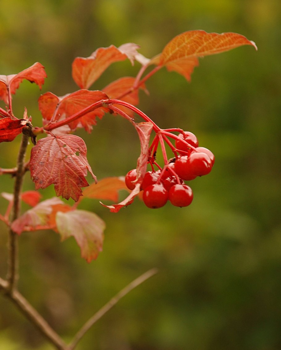 Калина (Viburnum)