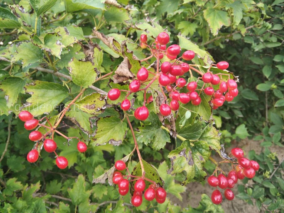 Калина обыкновенная ветка