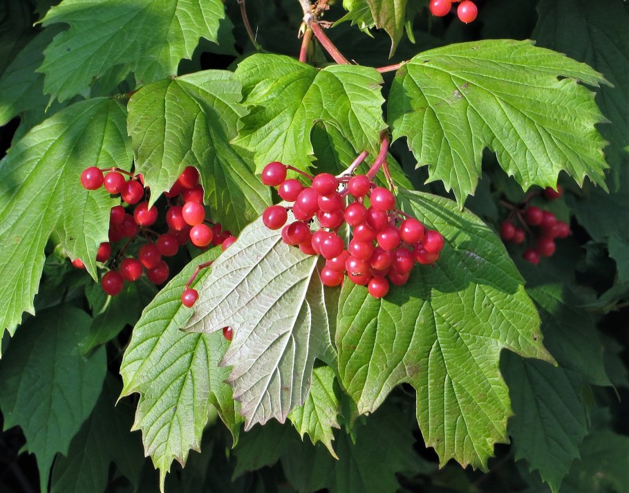 Калина обыкновенная куст